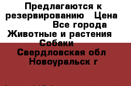 Предлагаются к резервированию › Цена ­ 16 000 - Все города Животные и растения » Собаки   . Свердловская обл.,Новоуральск г.